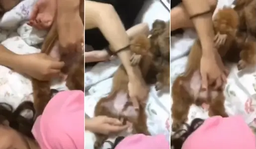 @20208170784 用户上传：没男人摸 只好和狗子玩